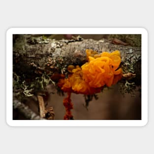 Witches' Butter Mushroom Magnet